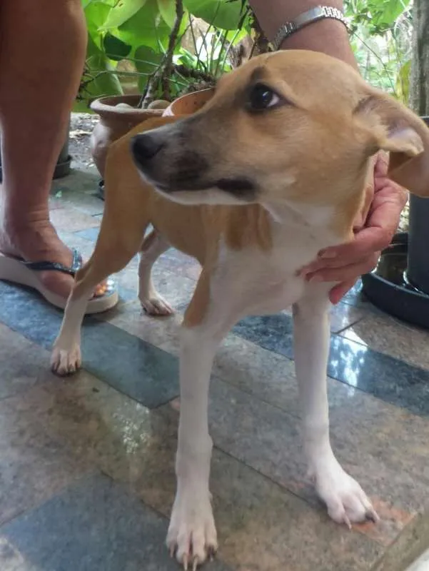 Cachorro ra a indefinida idade 2 a 6 meses nome a definir