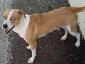 Cachorro raça viralata idade 3 anos nome luna