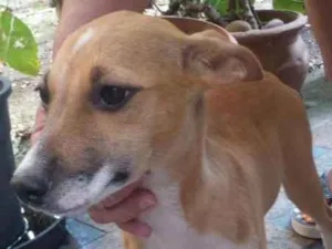 Cachorro raça indefinida idade 2 a 6 meses nome a definir