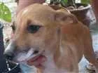 Cachorro raça indefinida idade 2 a 6 meses nome a definir