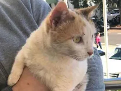 Gato raça  idade  nome Não Sei