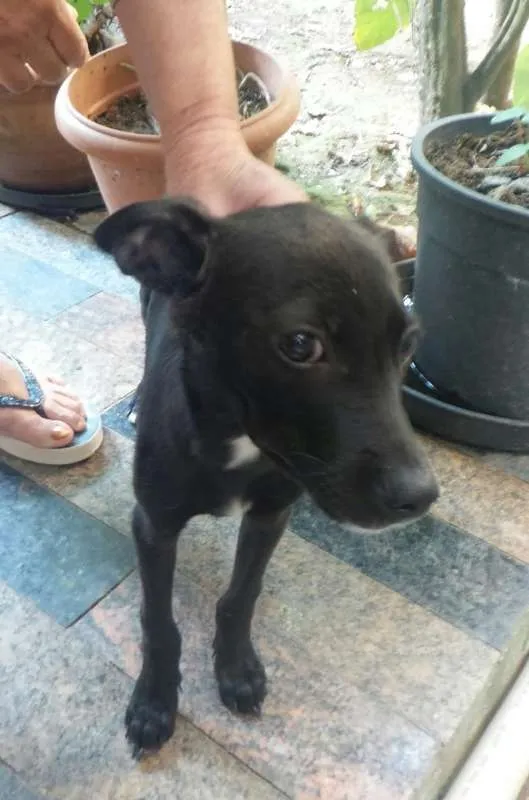 Cachorro ra a indefinida idade 2 a 6 meses nome a definir