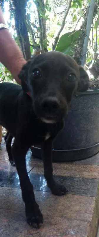 Cachorro ra a indefinida idade 2 a 6 meses nome a definir