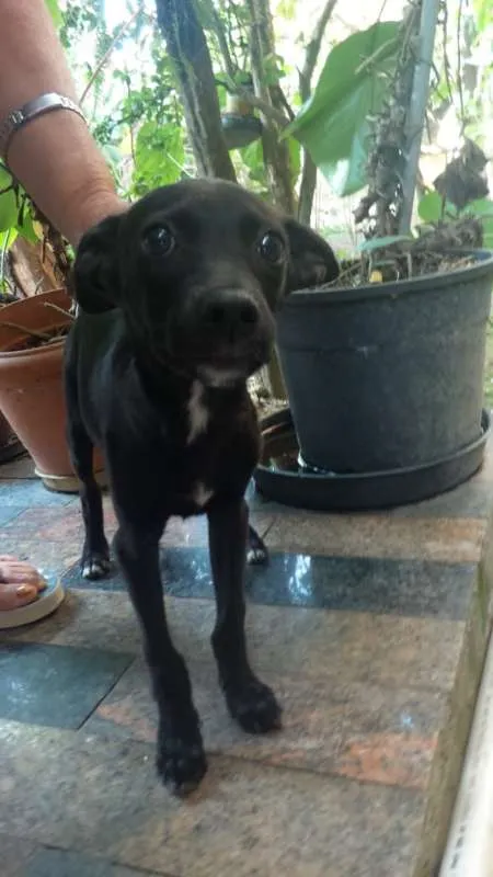 Cachorro ra a indefinida idade 2 a 6 meses nome a definir