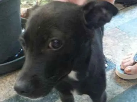 Cachorro raça indefinida idade 2 a 6 meses nome a definir