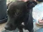 Cachorro raça indefinida idade 2 a 6 meses nome a definir