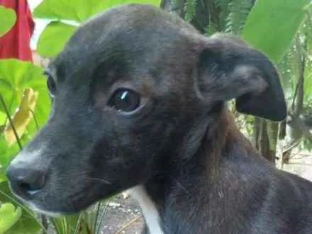 Cachorro ra a não definida idade 2 a 6 meses nome a definir