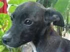 Cachorro raça não definida idade 2 a 6 meses nome a definir