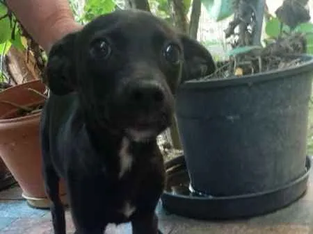 Cachorro ra a indefinida idade 2 a 6 meses nome a definir