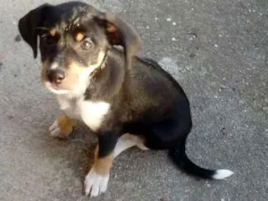 Cachorro raça vira lata idade 2 a 6 meses nome pretinha