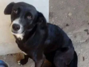 Cachorro raça vira lata idade 3 anos nome cocada
