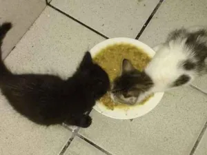 Gato raça SRD idade Abaixo de 2 meses nome Narizinh@/Pedrinh@