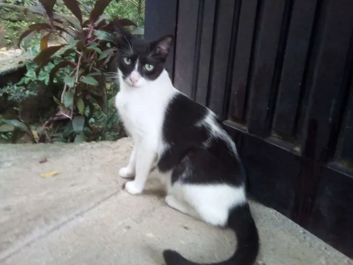 Gato ra a Mestiço idade 1 ano nome Lilly e Emile