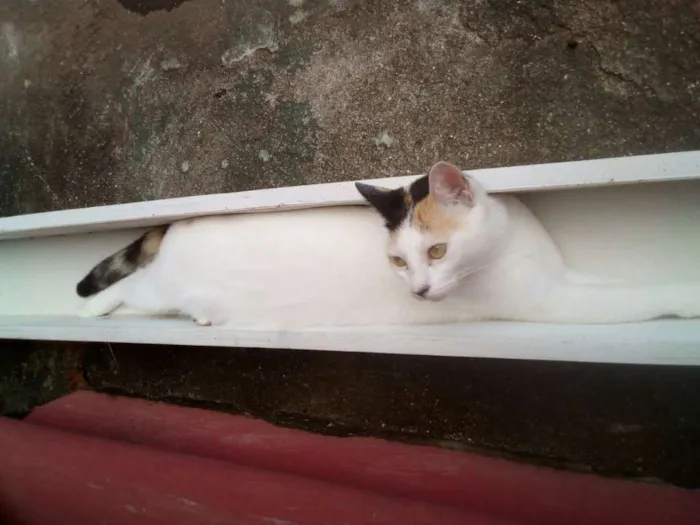 Gato ra a Mestiço idade 1 ano nome Lilly e Emile