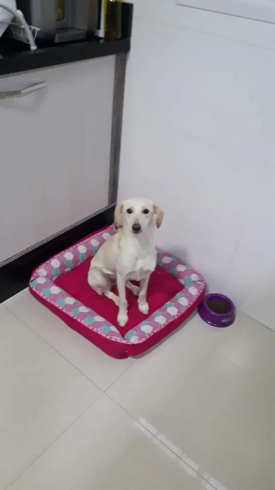 Cachorro ra a Mestiça Labrador idade 7 a 11 meses nome Aretha