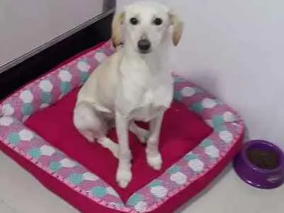 Cachorro ra a Mestiça Labrador idade 7 a 11 meses nome Aretha