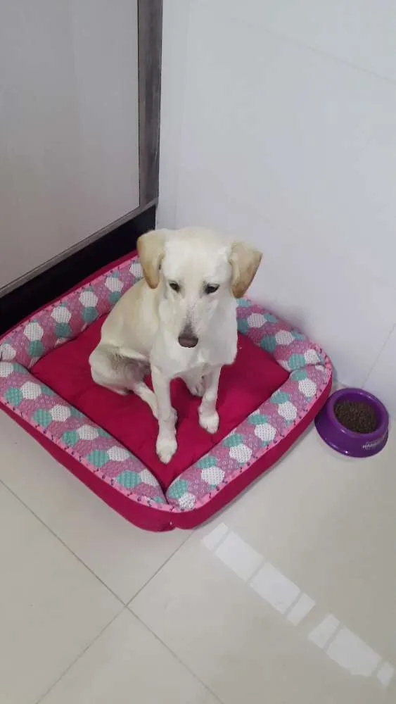 Cachorro ra a Mestiça Labrador idade 7 a 11 meses nome Aretha