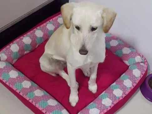 Cachorro ra a Mestiça Labrador idade 7 a 11 meses nome Aretha