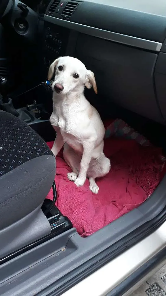 Cachorro ra a Mestiça Labrador idade 7 a 11 meses nome Aretha
