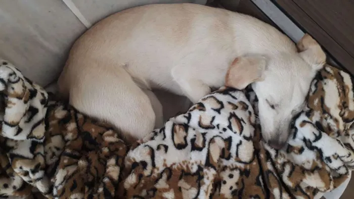 Cachorro ra a Mestiça Labrador idade 7 a 11 meses nome Aretha