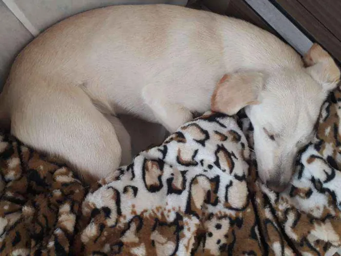Cachorro ra a Mestiça Labrador idade 7 a 11 meses nome Aretha
