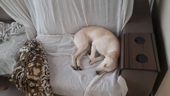 Cachorro ra a Mestiça Labrador idade 7 a 11 meses nome Aretha