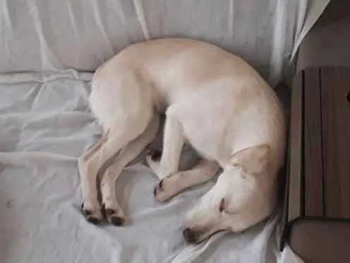 Cachorro ra a Mestiça Labrador idade 7 a 11 meses nome Aretha