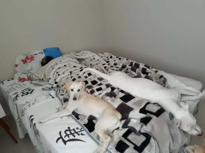 Cachorro ra a Mestiça Labrador idade 7 a 11 meses nome Aretha