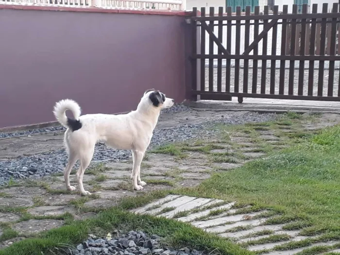 Cachorro ra a Vira lara idade 3 anos nome Mel