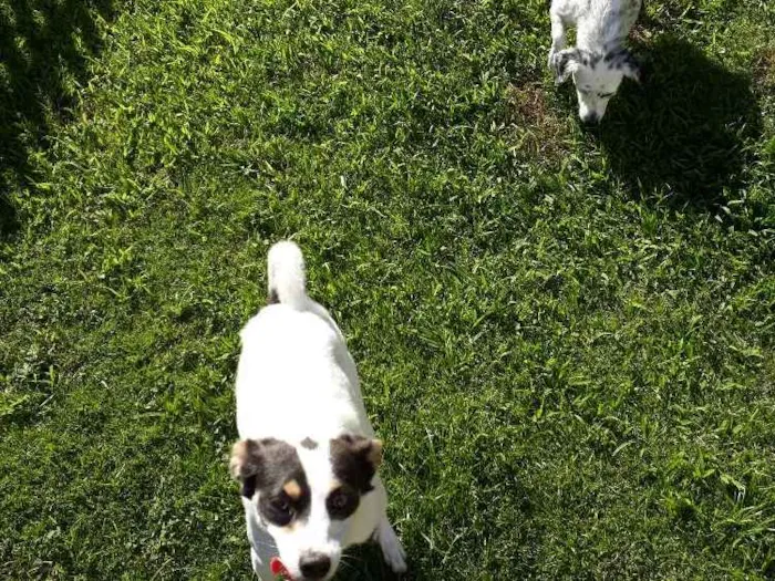 Cachorro ra a Vira lara idade 3 anos nome Mel