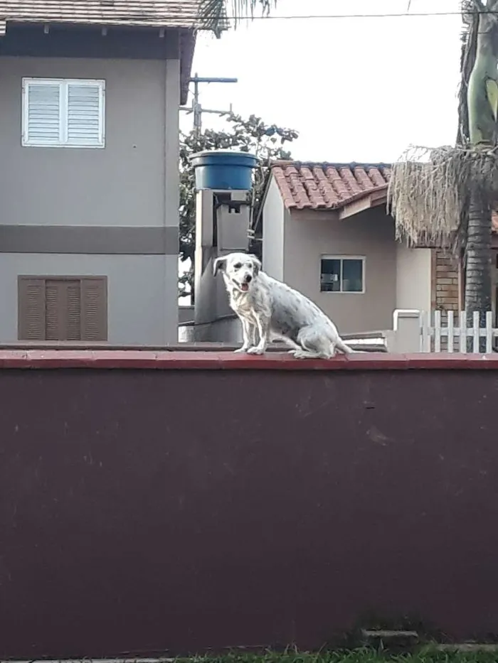 Cachorro ra a Vira lara idade 3 anos nome Mel