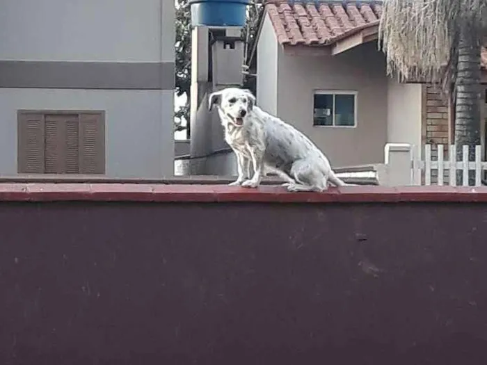 Cachorro ra a Vira lara idade 3 anos nome Mel