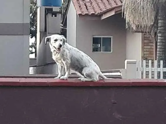 Cachorro ra a Vira lara idade 3 anos nome Mel