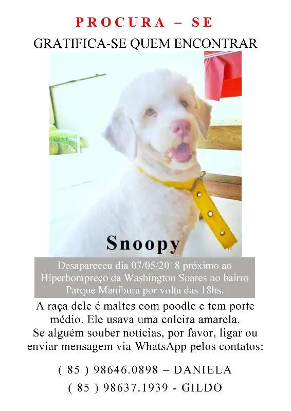 Cachorro ra a Maltês c/ Poodle idade 2 anos nome Snoopy GRATIFICA