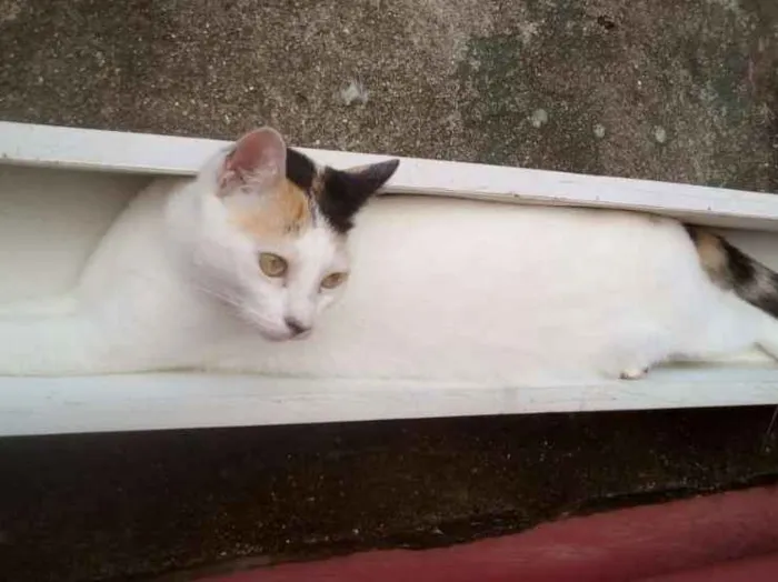 Gato ra a Mestiço idade 1 ano nome Lilly e Emile