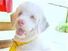 Cachorro raça Maltês c/ Poodle idade 2 anos nome Snoopy GRATIFICA