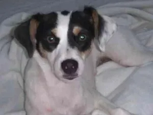 Cachorro raça Vira lara idade 3 anos nome Mel