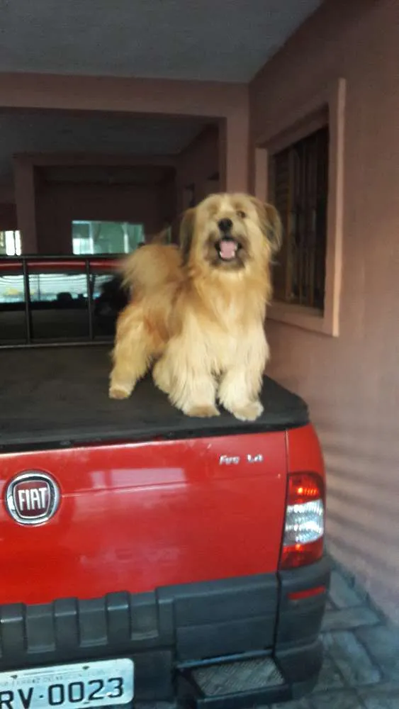 Cachorro ra a Shih-tzo idade 1 ano nome Caramelo 