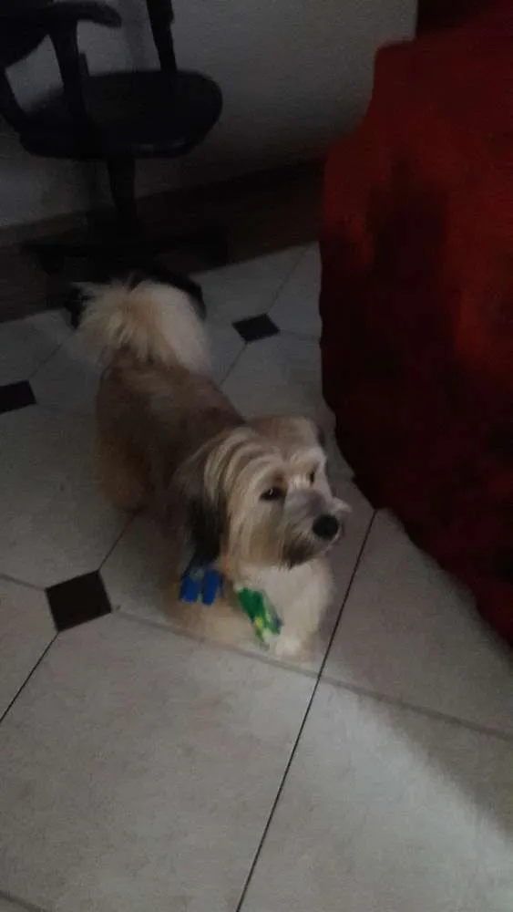 Cachorro ra a Shih-tzo idade 1 ano nome Caramelo 