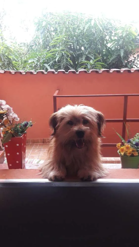 Cachorro ra a Shih-tzo idade 1 ano nome Caramelo 