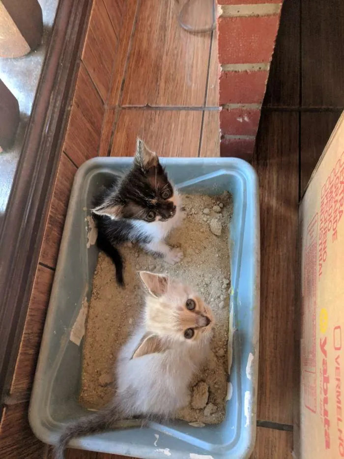 Gato ra a Pelo curto  idade 2 a 6 meses nome Sem nome 