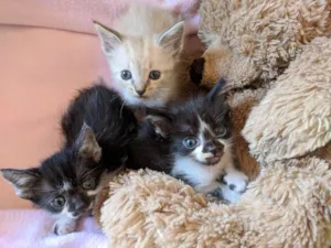 Gato raça Pelo curto  idade 2 a 6 meses nome Sem nome 