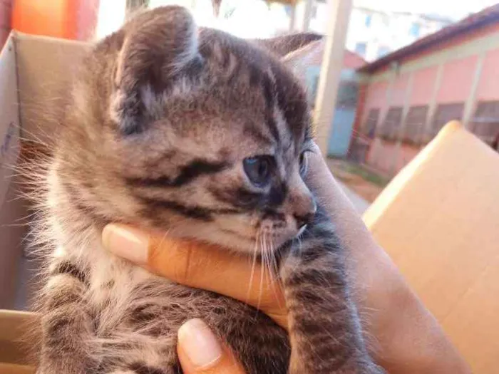 Gato ra a Sem raça definida  idade Abaixo de 2 meses nome Mag