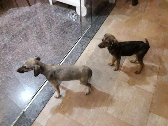 Cachorro ra a nao definida idade 2 a 6 meses nome sem nome