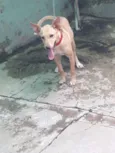 Mia