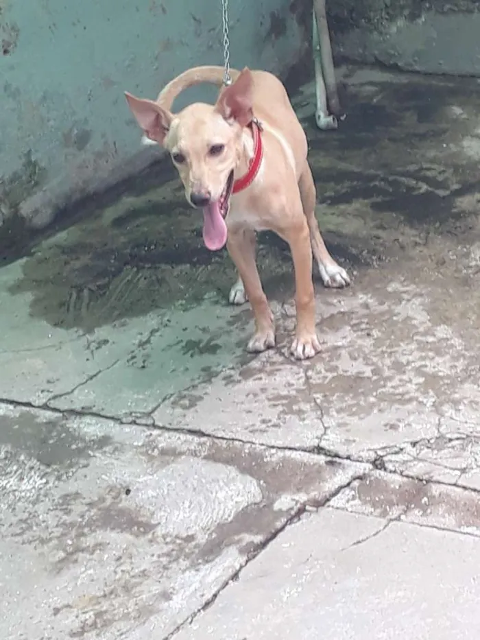 Cachorro raça Vira lata idade 7 a 11 meses nome Mia