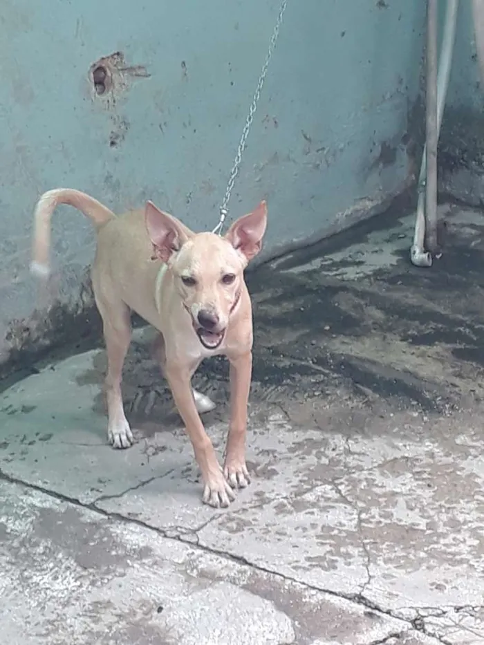 Cachorro raça Vira lata idade 7 a 11 meses nome Mia