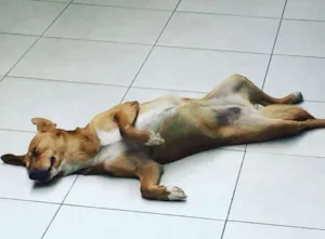 Cachorro raça SRD idade 3 anos nome Khaleesi