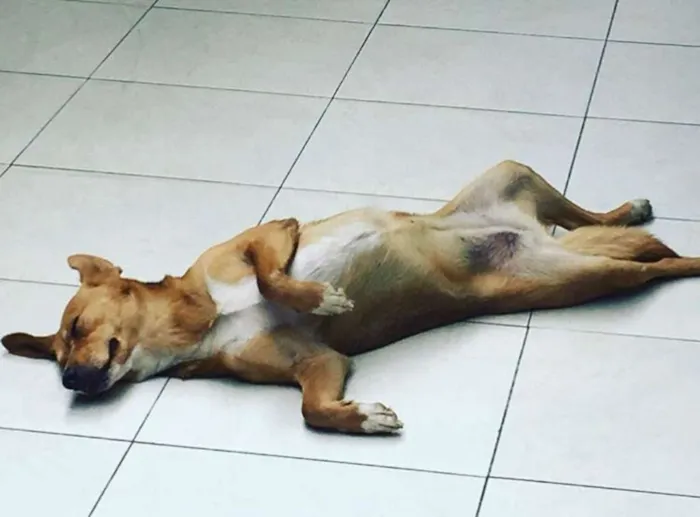 Cachorro raça SRD idade 3 anos nome Khaleesi