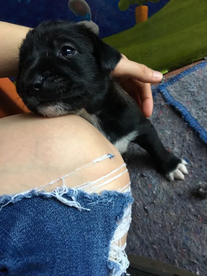 Cachorro ra a SRD idade Abaixo de 2 meses nome Baguera